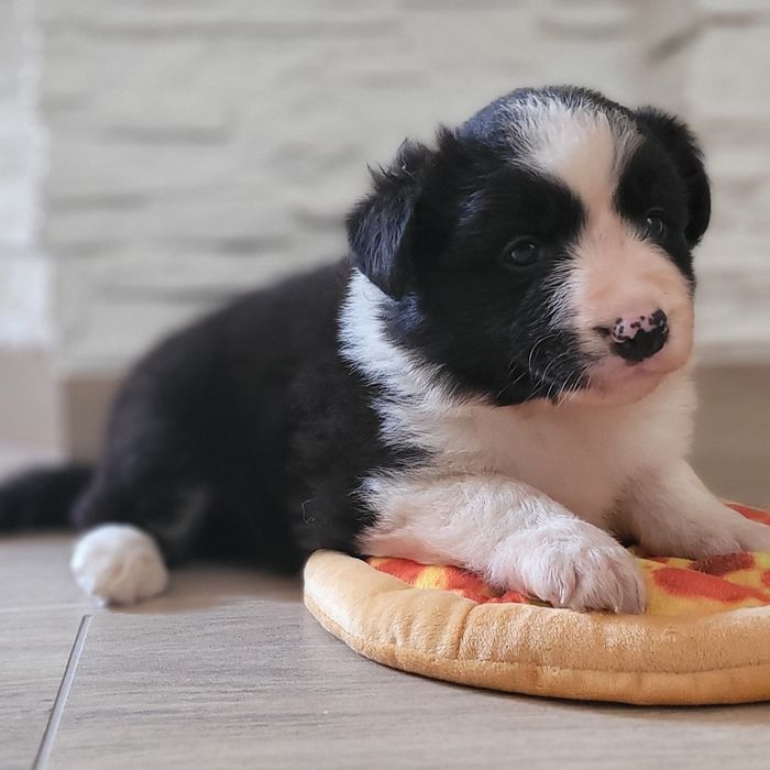 Border Collie suczka