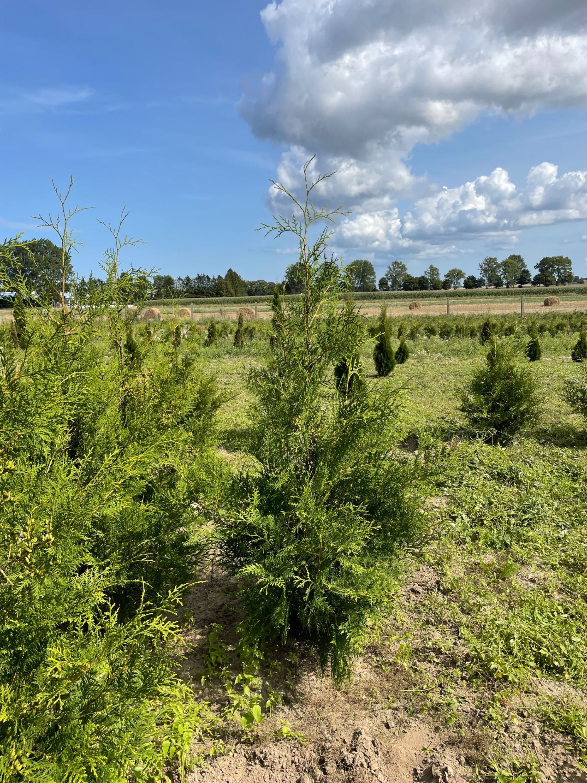 Thuja Braband i Tuja szmaragd