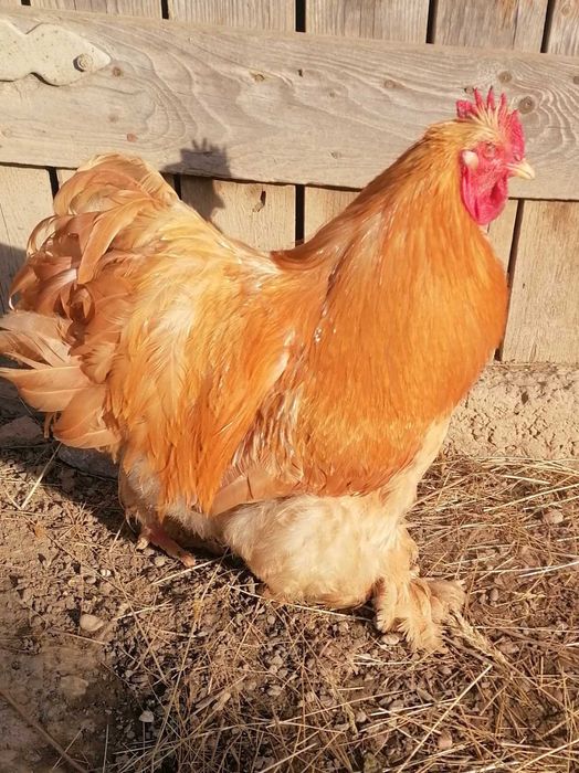 Продам півней породи кохінхін