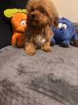 Maltipoo miniaturka hybryda maltańczyk pudel toy