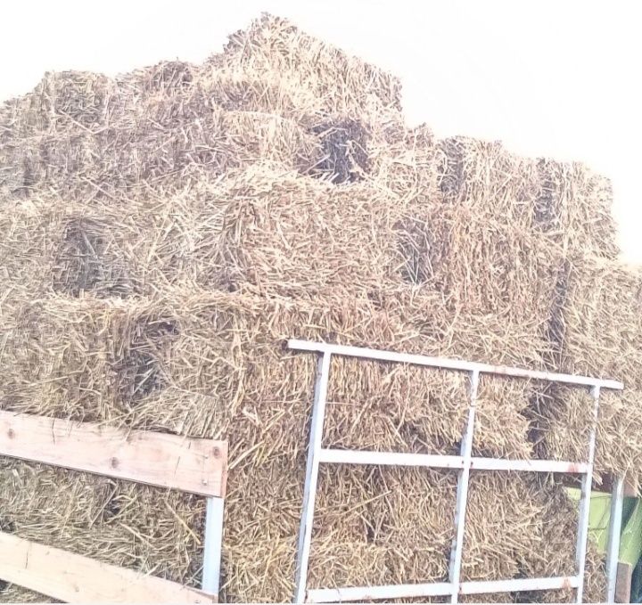 Sprzedam słomę pszenną w kostkach