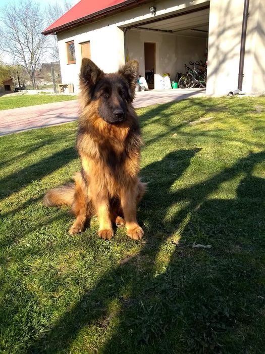 Flama nadal poszukiwana owczarek niemiecki