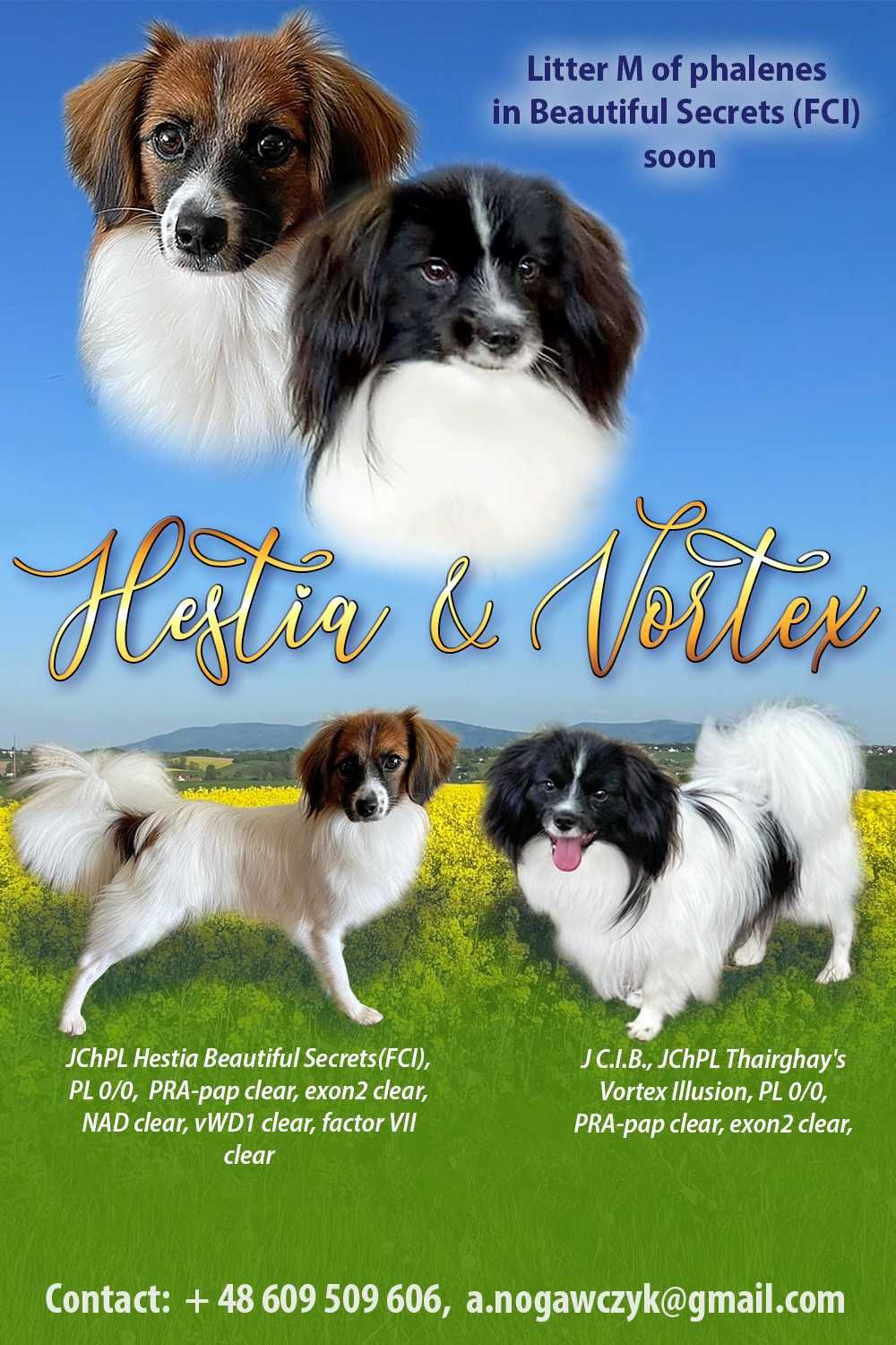 Spaniel kontynentalny miniaturowy, phalene, nie papillon, suczka, ZKwP