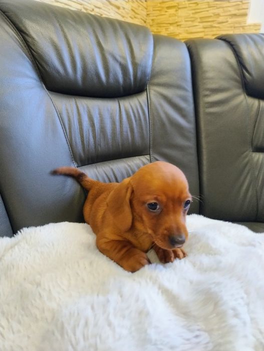 Śliczny Rudy jamniczek