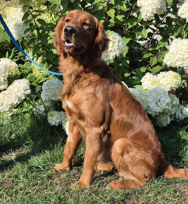 Golden Retriver ciemnozłota suczka  do odbioru po 7 stycznia
