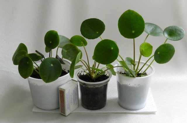 Pilea peperomiowata 3 sztuki sadzonek, komplet "pieniążek"