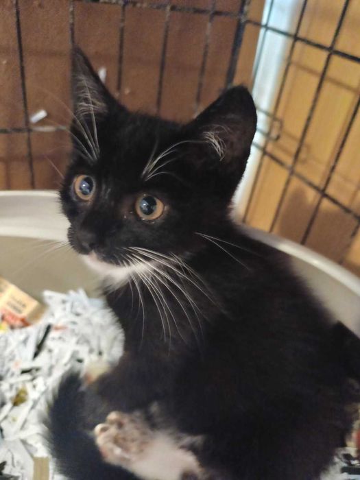 Kociaki polecają się do adopcji