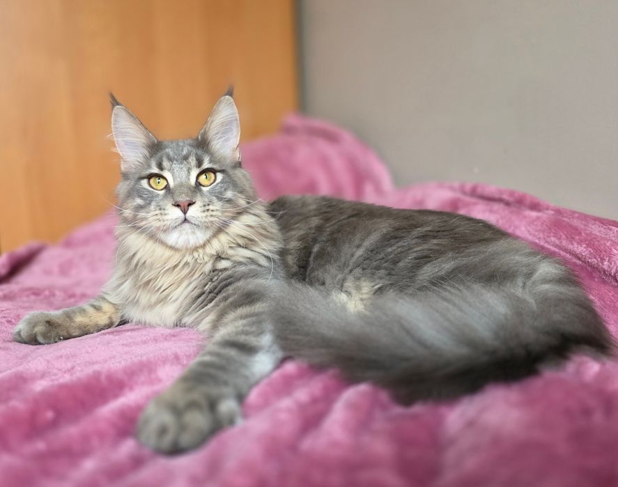 Adopcja kocurek Maine Coon FPL