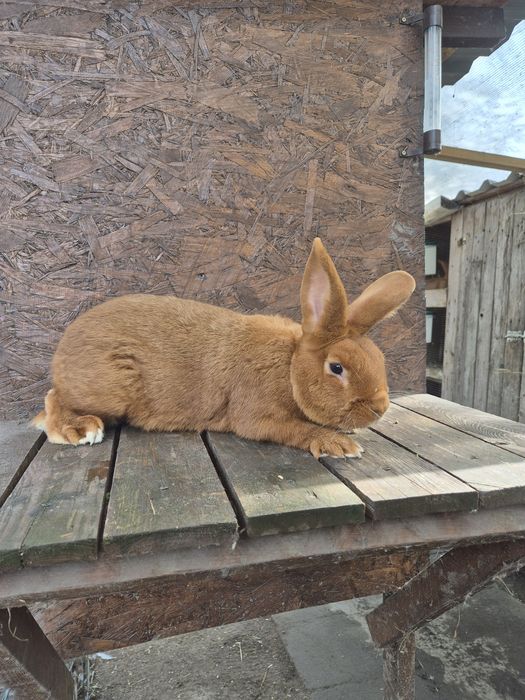 Królik Króliki Nowozelandzkie Czerwone