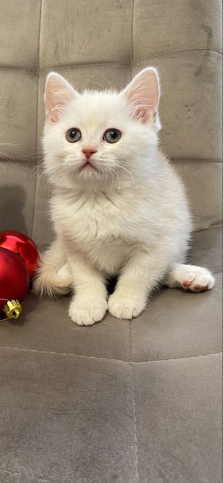 Шотланські кошенята