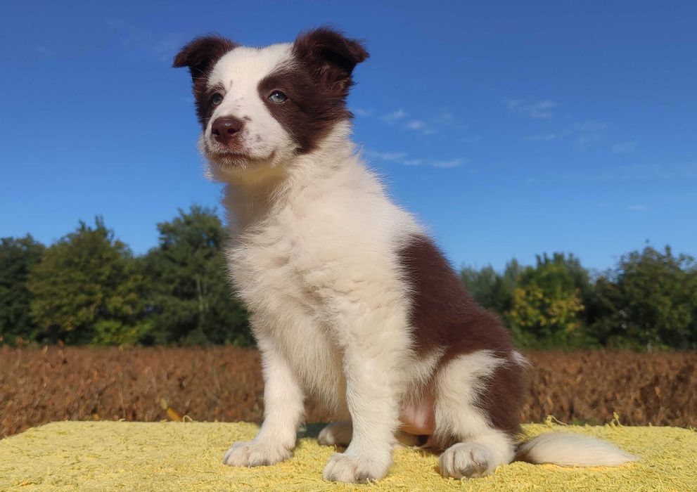 Piękna Rasowa Suczka Border Collie z pełną dok. hodowli