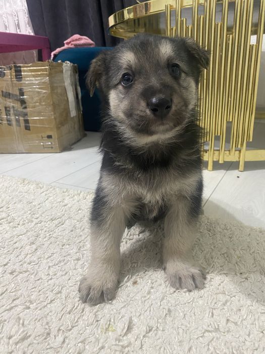 Віддам собаку в дуде добрі руки