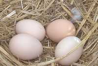 Ekologiczne jajka wiejskie z wolnego wybiegu swojskie