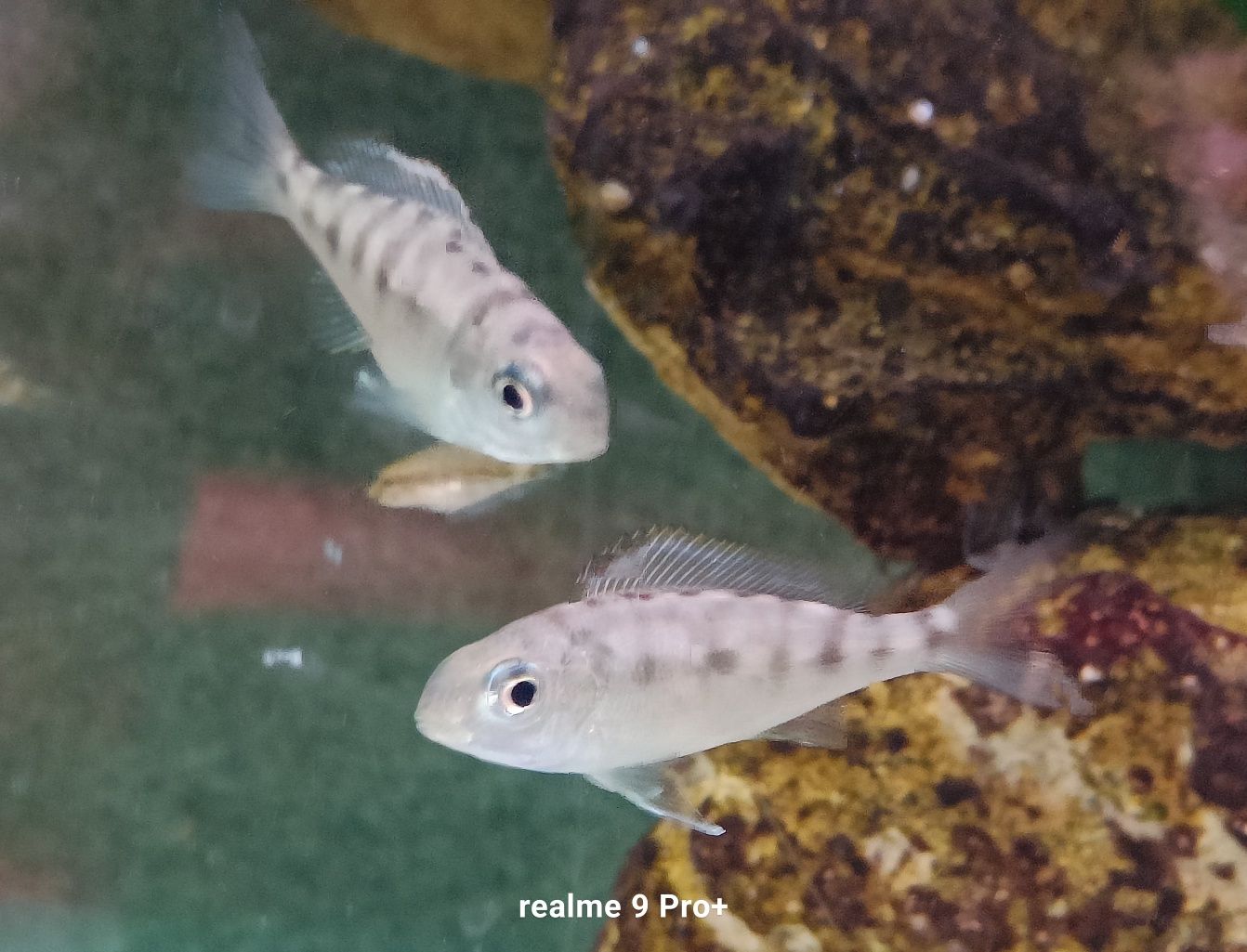 Cyathopharynx foai sibwesa