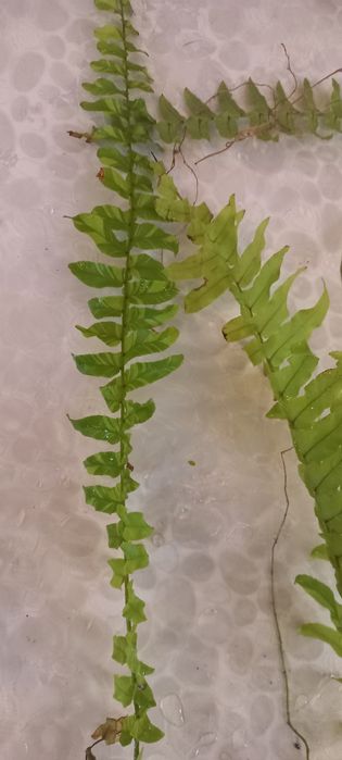 Продам набор разных  красивых папоротников и  набор спидантусов:))