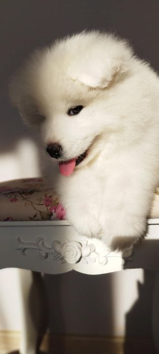 Samoyed szczenię