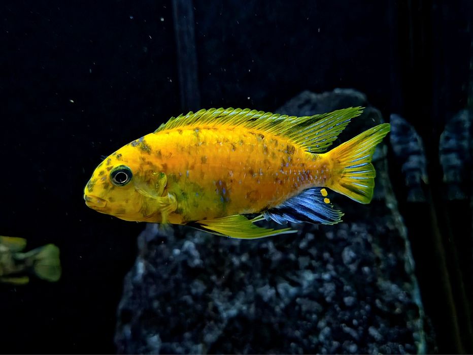 Tropheops otterpoint