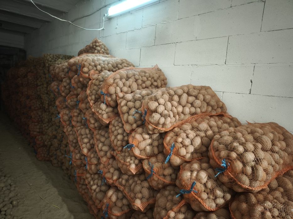 Ziemniaki jadalne odsort