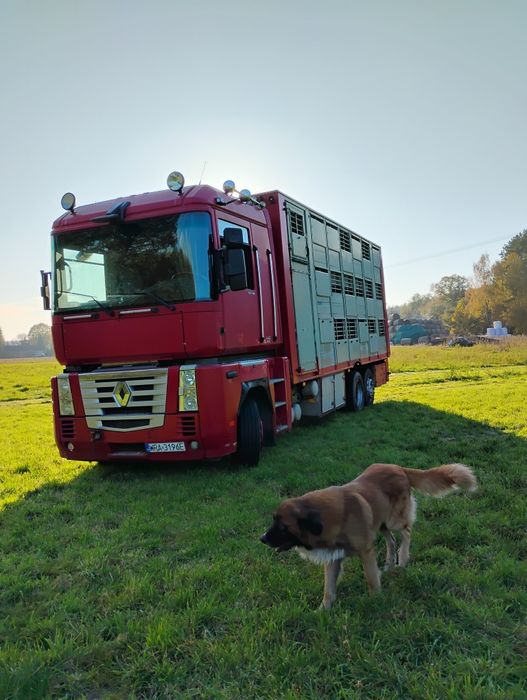 Renault Magnum do przewozu zwierząt 3 piętra( zamienię traktor koparka