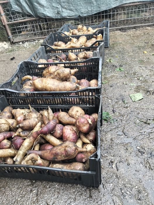 Vende-se batata yacon