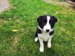 Border collie szczenię