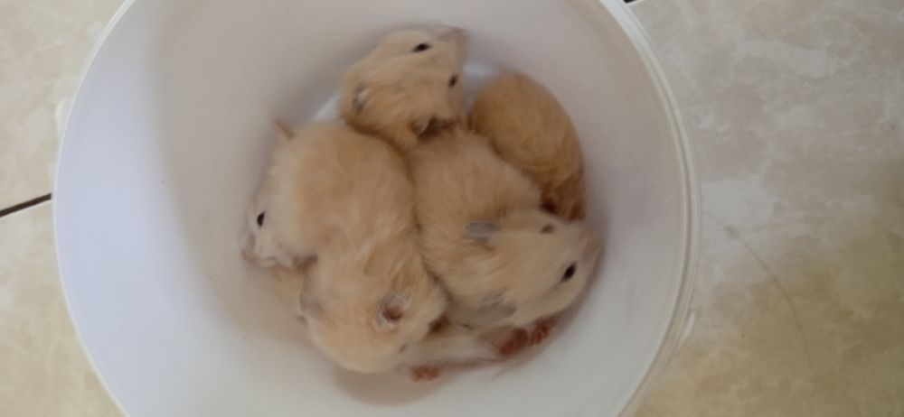 Хом'як ангорський королівський