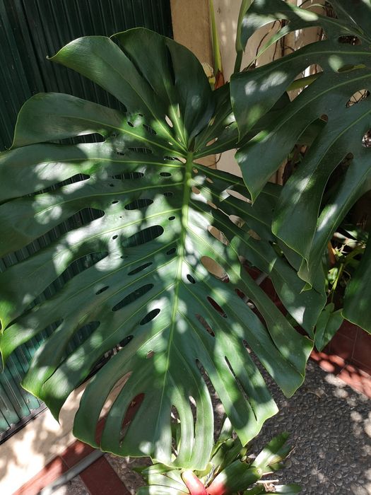 Folhas Naturais Gigantes de Monstera – +50cm – Decoração e Eventos