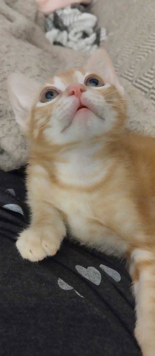 Gatinho bebe com dois meses para adoção