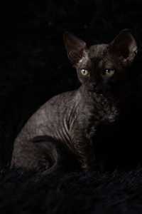 Devon Rex* czarny kocurek