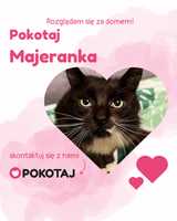 Pokotaj Majeranka - wspanialy i kochany kot do adopcji
