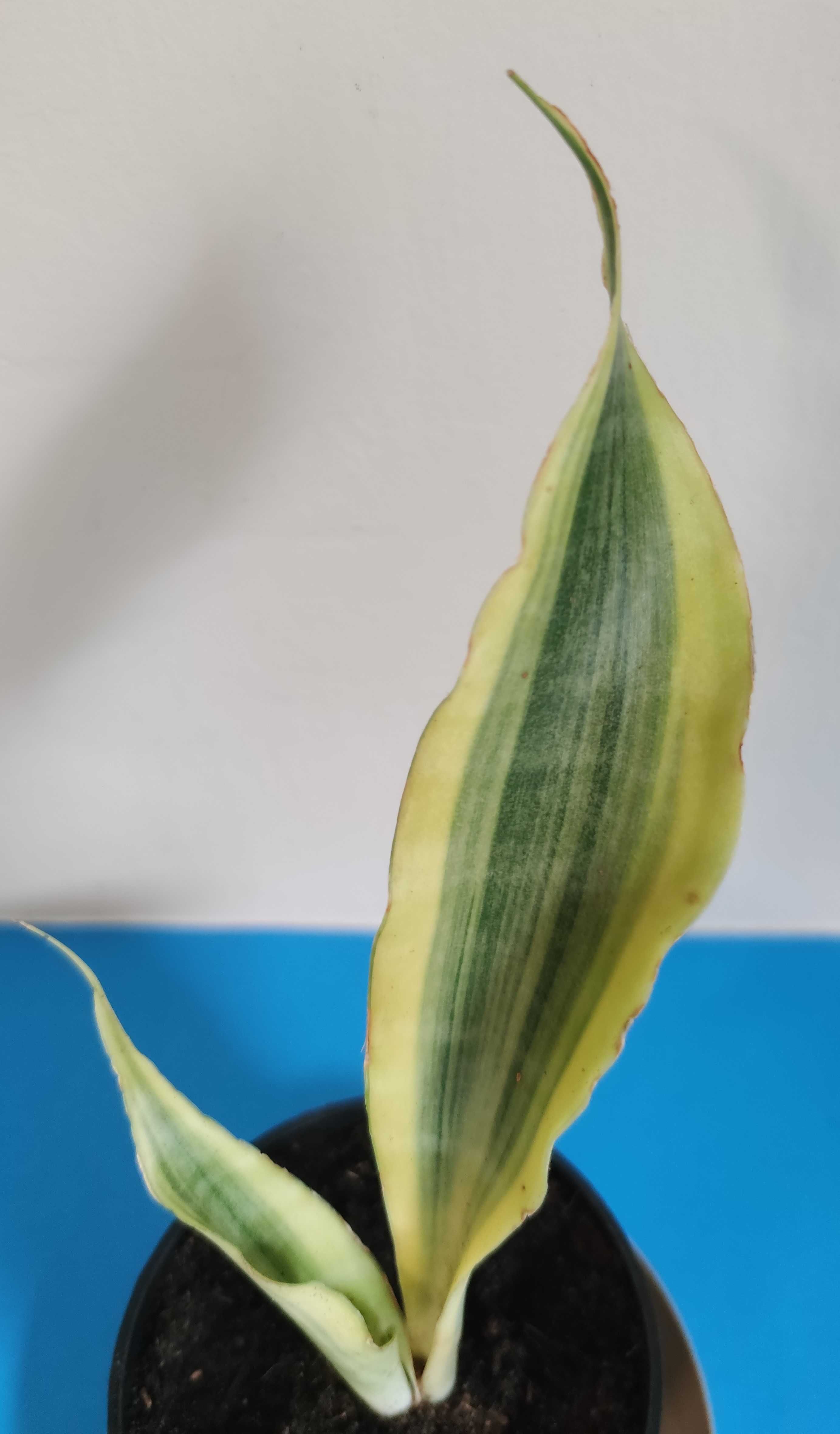 Sansevieria  Yellowstone