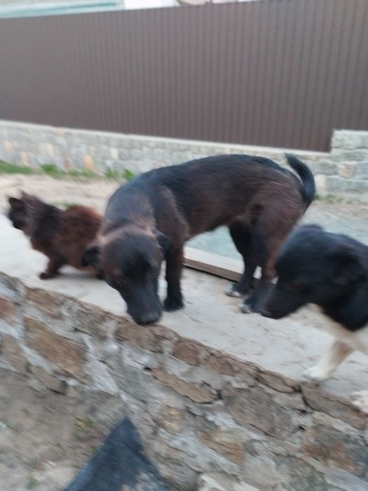 Віддам в добрі руки собачок