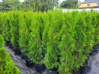 Tuja, Thuja Szmaragd wys. 150-160 cm doniczka 7,5l