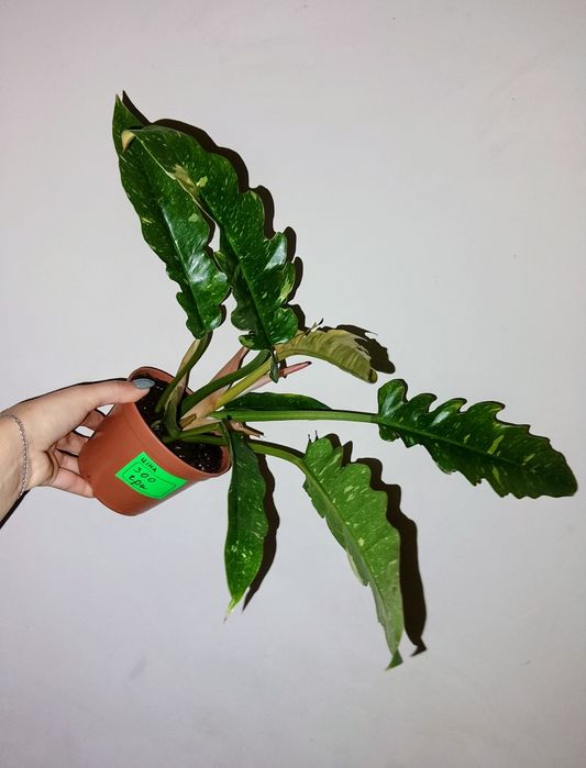 Філодендрон Ring of Fair 175-550грн