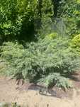 Oddam za darmo Krzewy rośliny jałowiec thuja  azalia