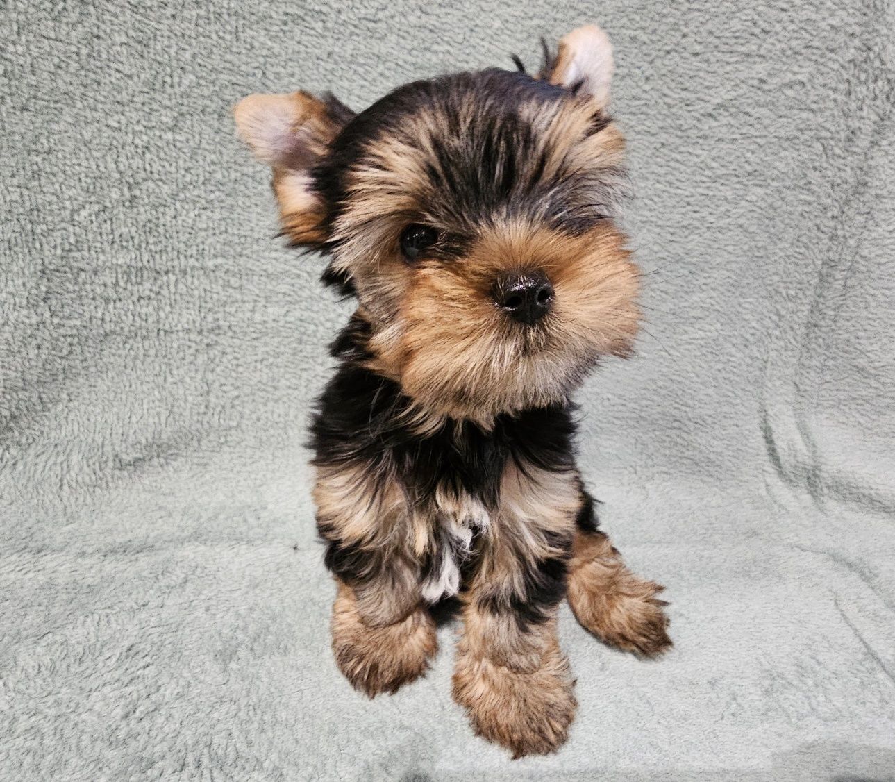 Yorkshire terrier Black and Tan samiec