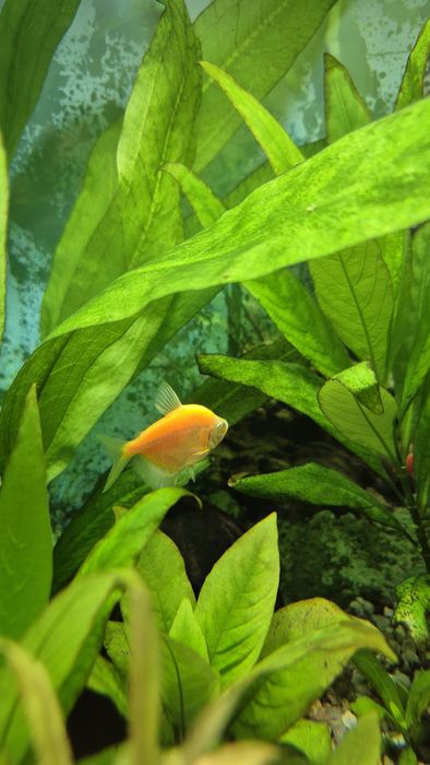 Rybka Tetra 4 kolory