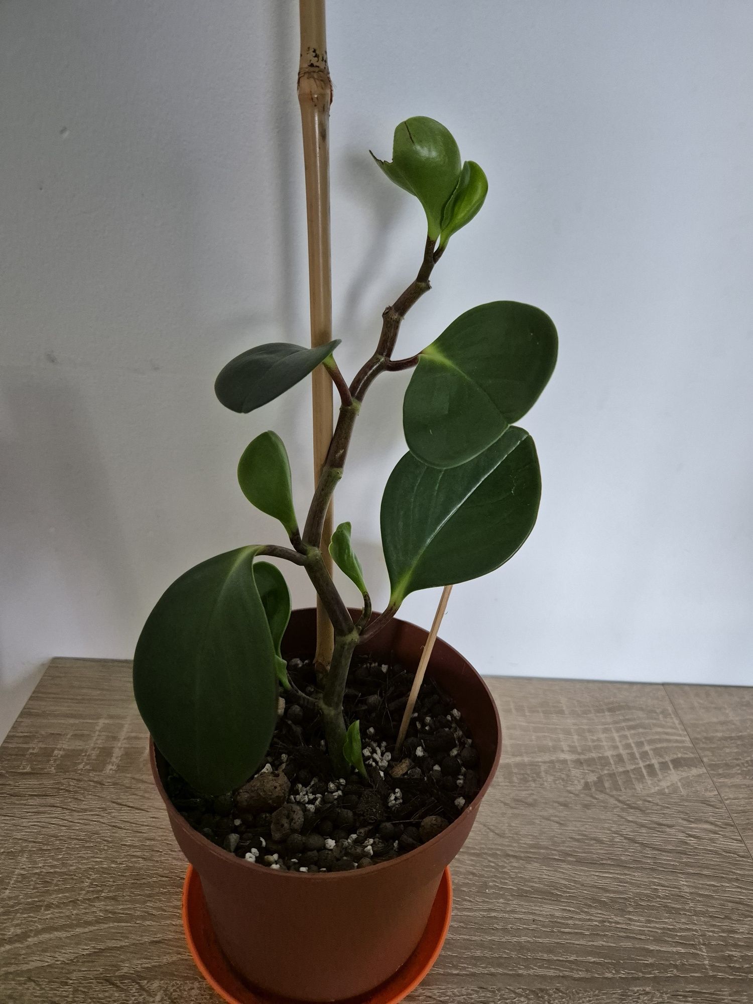 Peperomia tępolistna