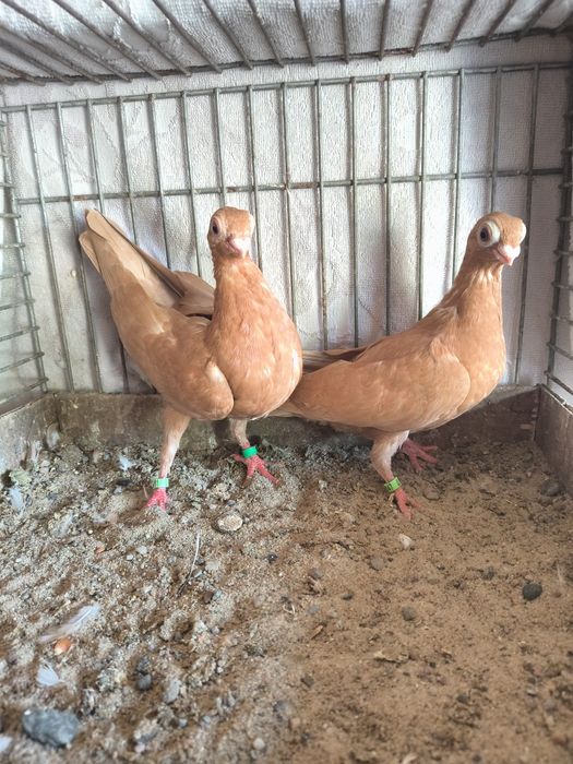 Brodawczak polski, belgijski