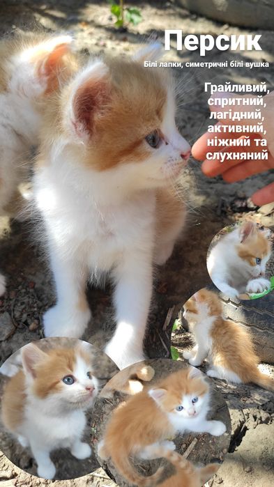 Кіт чорний рудий кот рыжий черный