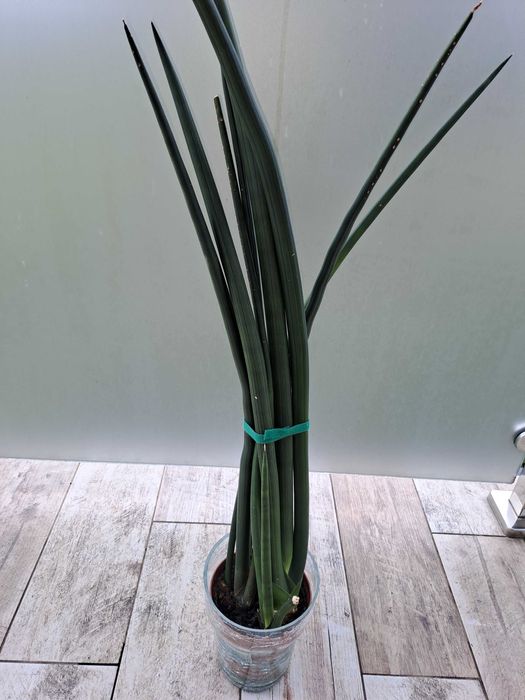 Sansewieria walcowata