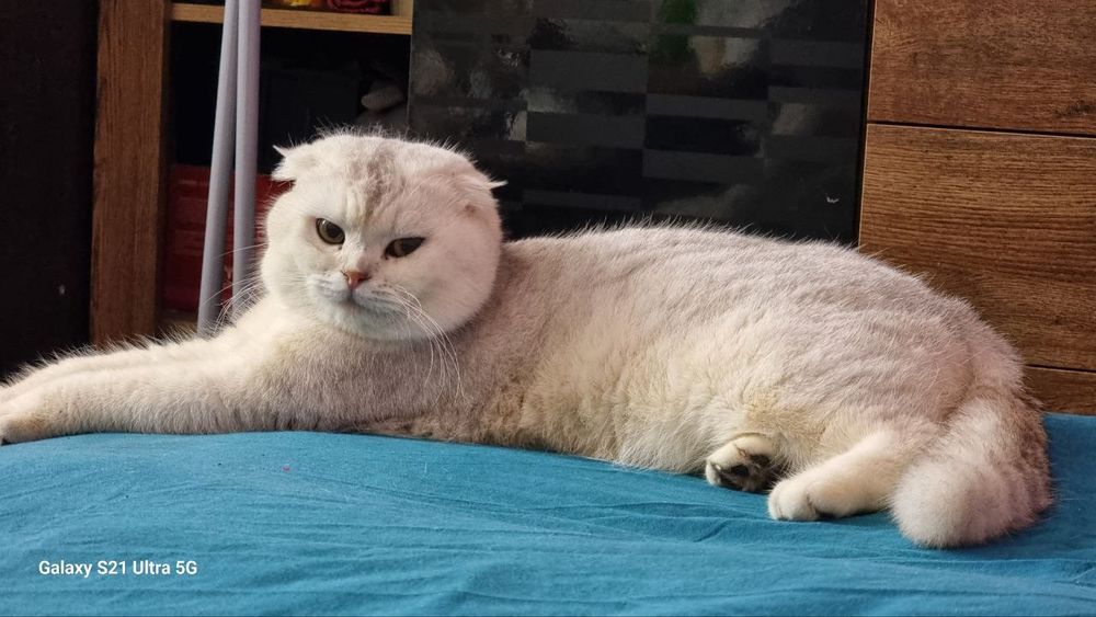 Шикарные шотландские котята!