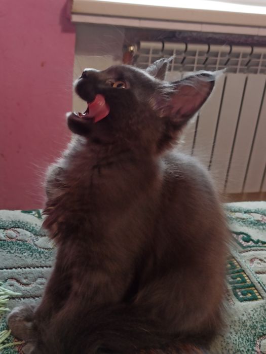 Мейн куни на розпродажу