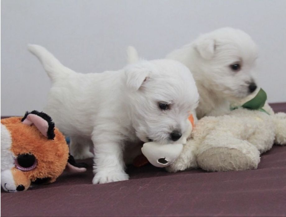 Щенки вест хайленд уайт терьер