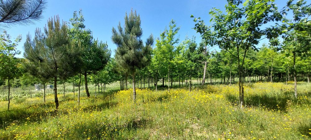 Terreno Rústico na Bairrada!