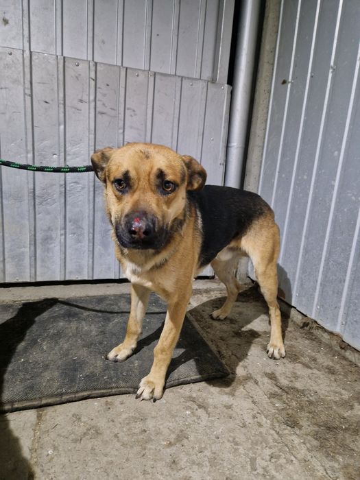 Miły piesek ZDRAPEK szuka kochającego domku!