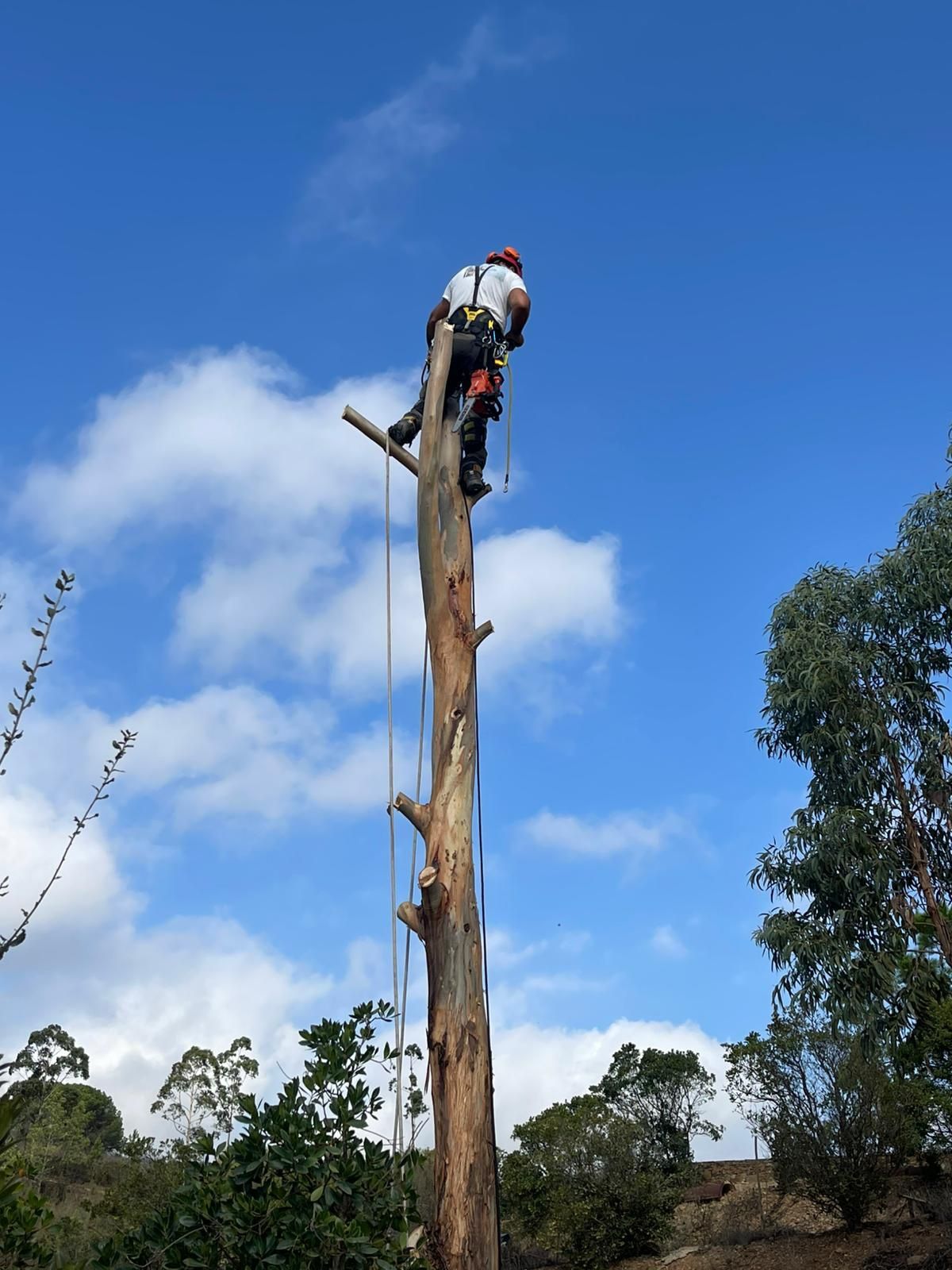 Corte e abate de árvores com elevado grau de perigosidade.
