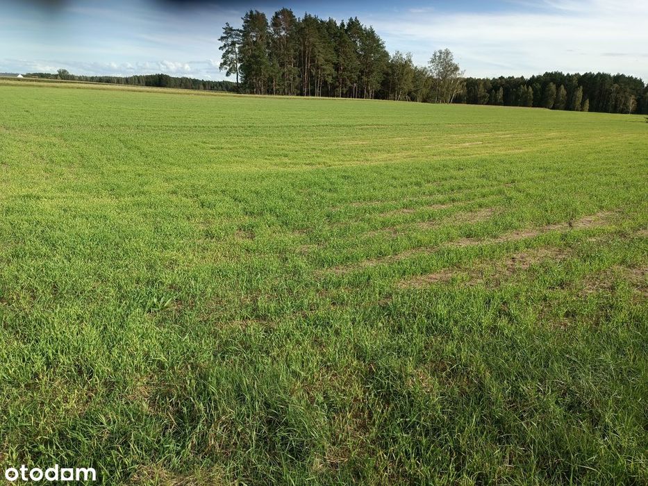 Działki rolne 3ha Filochy Troszyn Czerwin Piski