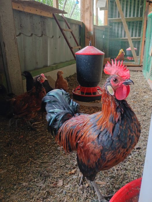 Sprzedam  koguty liliputy