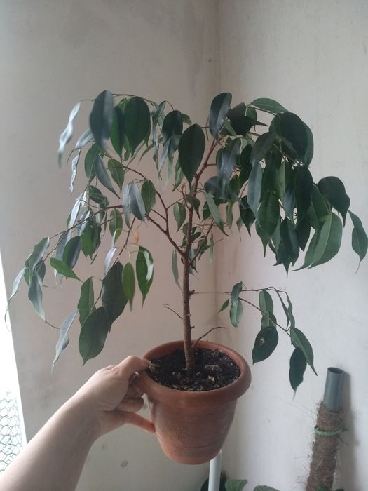 фікус грін ісланд, Ельдорадо, альбомаргіната